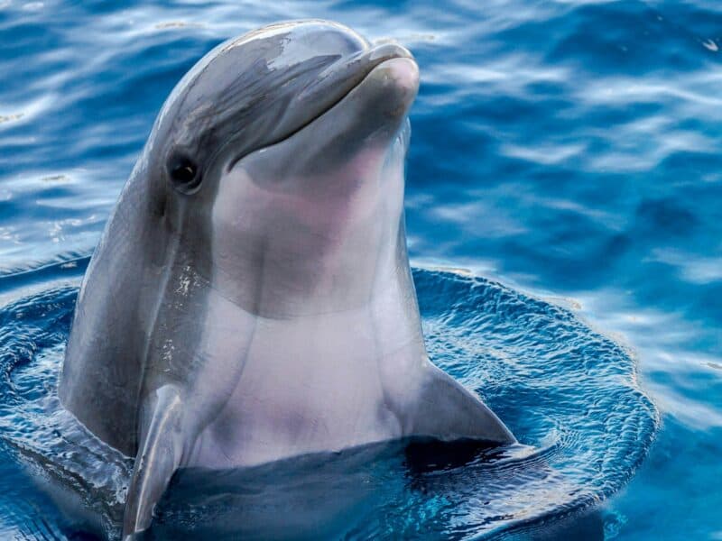Dolphin Trip — Sinquerim